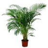 Areca Bitkisi