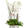 Phalaenopsis 6 Dal Beyaz Orkideler